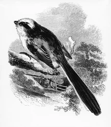 A hosszúfarkú cinege, William Yarrell „A British Birds története” című művéből készült illusztráció, először 1843-ban jelent meg