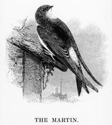 A Martin, William Yarrell „A British Birds története” című művéből készült illusztráció, először 1843-ban jelent meg