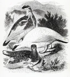 The Ptarmigan, illusztráció William Yarrell „A British Birds története” című művéből, először 1843-ban jelent meg