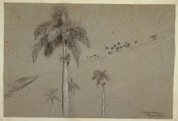 Rajz, Royal Palm, Kuba, 1885