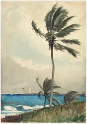 Pálmafa, Nassau