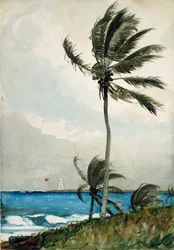 Pálmafa, Nassau, 1898.