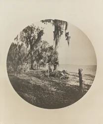 Pálmafa és strand jelenet, Florida partjai, 1904 körül