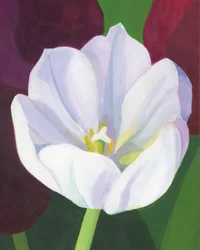 Elegáns fehér tulipán