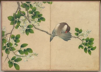 Asztali album: Virág és madár festmények Preening Bird, 18. század.