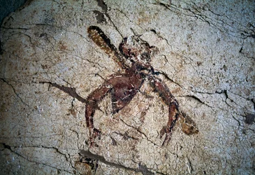 Fresco, Kos sziget, Görögország (fotó)