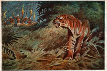Emberevő tigris