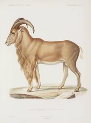 Muflon, Algéria