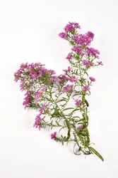 A Michaelmas Daisy aster amellus rózsaszín virágai
