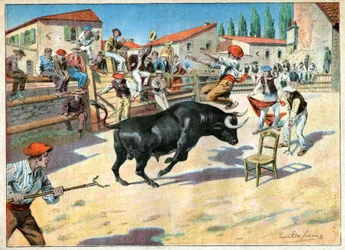 Bikák Camargue-ban. Bikaviadalok Camargue-ban.