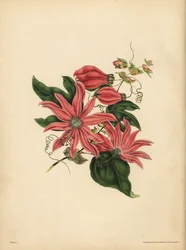 A racemose golgotavirág, Passiflora racemosa, Vallási babona