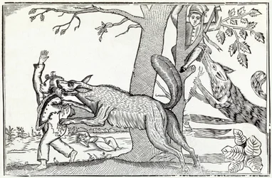 A farkas 1820 körül (metszet)