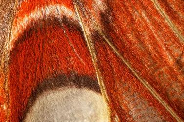 lepke Attacus atlas (lepidoptera) Közelebbi növény. (makró fotózás)