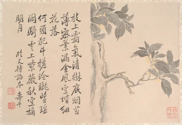 Cassia fa