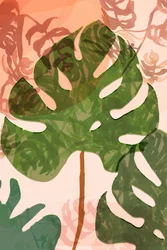 Trópusi monstera levelek