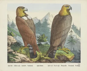 Aigle doré. / Szirti sas. / Goldadler. / Goudarend. / Aquila dorato. / Aigle royal. / Királyi sas. / Königsadler. / Steenarend. / Ossifrago (cím a tárgyon)