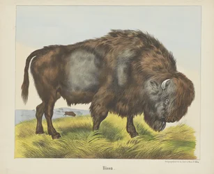 Bölény (cím a tárgyon)