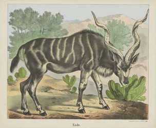 Kudu (cím a tárgyon)