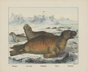 Phoque. / Tengeri kutya. / Seehund. / Foca. / Pecsét (cím a tárgyon)