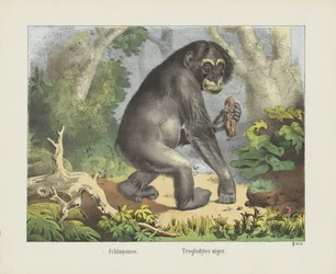 Schimpanse. / Troglodytes niger (cím az objektumon)