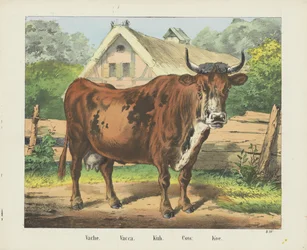 Vache. / Vacca. / Kuh. / Tehén. / Koe (cím a tárgyon)