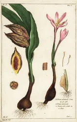 Őszi sáfrány, réti sáfrány vagy meztelen hölgyek, Colchicum autumnale, Linn