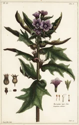 Fekete beléndek, jusquiame noire, Hyoscyamus niger Linn