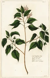 Gyertya dió, Croton laccifer