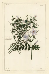 Közönséges jázmin, Jasminum officinale, Linn