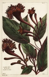 Bőségszaru cserje, Copianthus indica, Hil