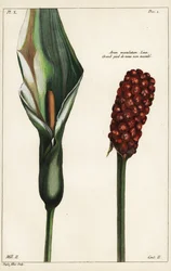 Kakukk-pint vagy vad arum, virág és gyümölcs, Arum maculatum, Linn