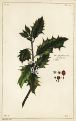 Európai magyal, Ilex aquifolium, Linn