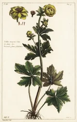 Globeflower, Trollius europaeus, Linn