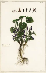 Édes ibolya, Viola odorata